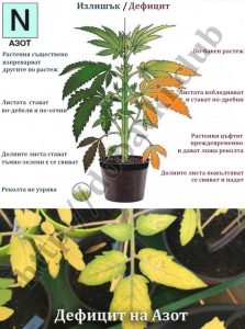 дефицит и излишък на азот
