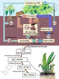 Амониев хлорид